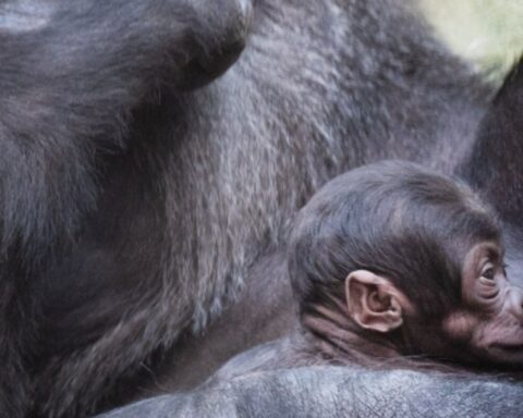Basel Zoo Gorilla Makala Gives Birth to Xola Months After Two Deaths in Group