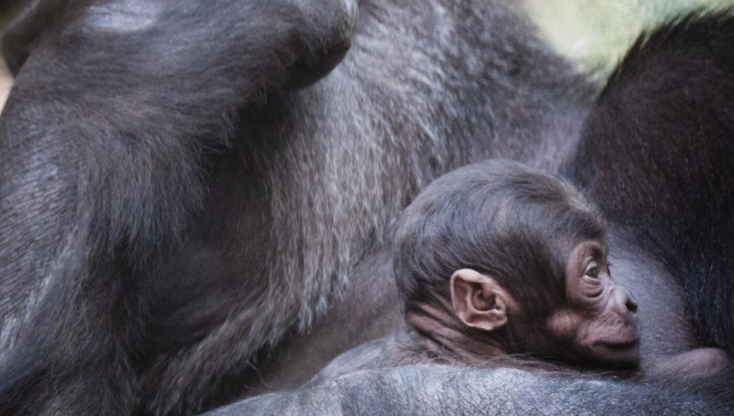 Basel Zoo Gorilla Makala Gives Birth to Xola Months After Two Deaths in Group